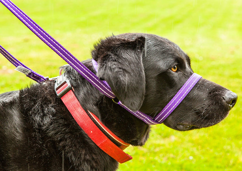 Gencon All-in-1 Dog Lead & HeadCollar with Clip to Collar - Black/silver - PawsPlanet Australia