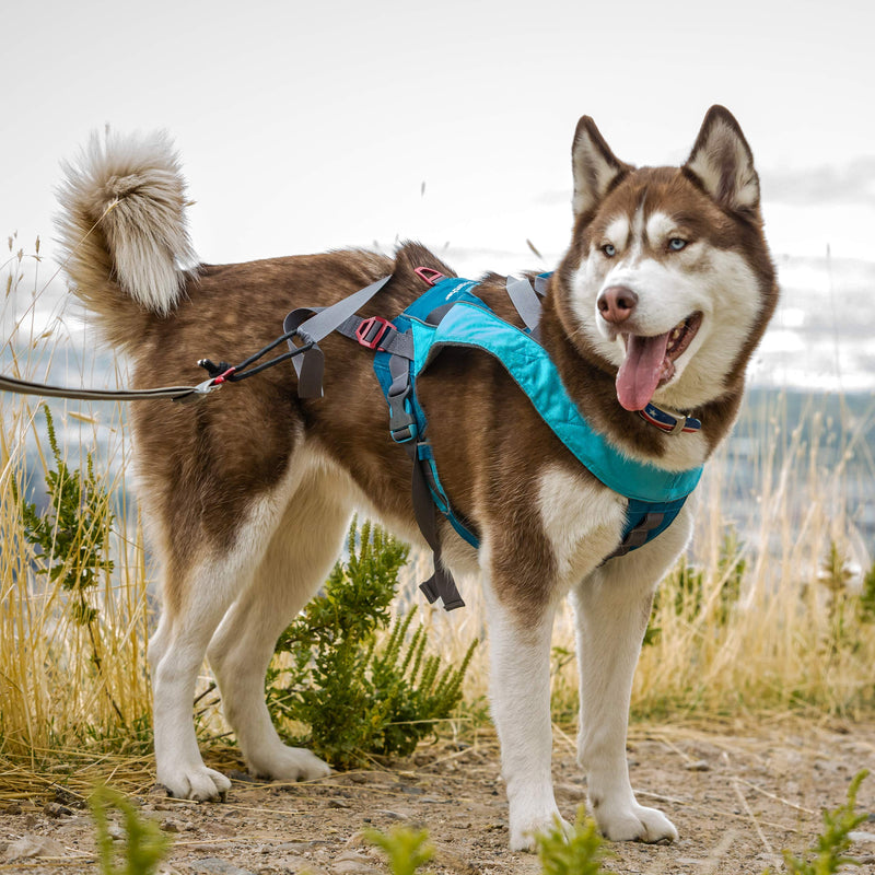 [Australia] - Kurgo Pulling Dog Harness | Running Weight Pull Harness for Dogs | Canicross, Skijoring, Bikejoring, Skatejoring, Carting | Reflective Trim | Long Hauler Joring Harness | For Small, Medium, Large Pets 