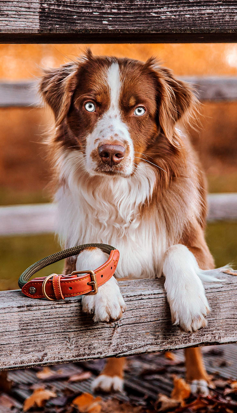 Michur Sherpa Green Hornet, dog collar leather reinforcement and rope, round with polyamide core and braided nylon, collar for dogs in different Neck circumference (approx.): 10.63"-13.78" - PawsPlanet Australia