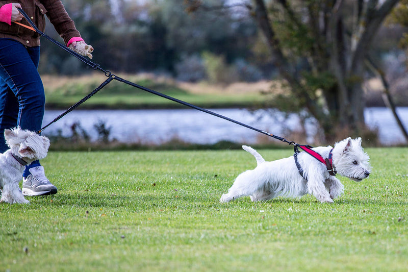 Sweetie Dog Lead Splitter – Dual Shock Absorbing Bungee Double Leash Coupler - Perfect Leads for Walking 2 Small to Medium Dogs on One Lead - No Tangle 360° Swivel Clip - Reflective Stitching Bungee Splitter - PawsPlanet Australia