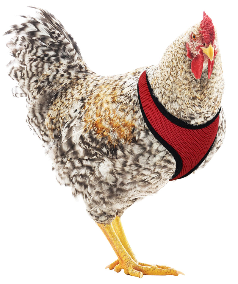 [Australia] - Hamilton Adjustable Rooster Soft Mesh Chicken Harness, Red, 5/8" x 14"/20"/Medium 