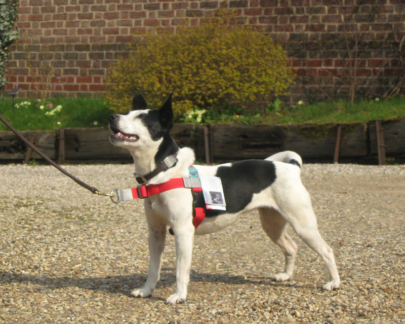 STOP PULL HARNESS. Front Leading. Red 12- 23 Lb (5 - 10 kg) Girth Size 15 - 21 ins ( 38 - 53 cm ) - PawsPlanet Australia