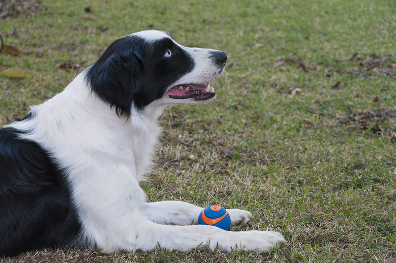 CHUCKIT Ultra Squeaker (2 Pack), Small Small, 2 pack Single - PawsPlanet Australia