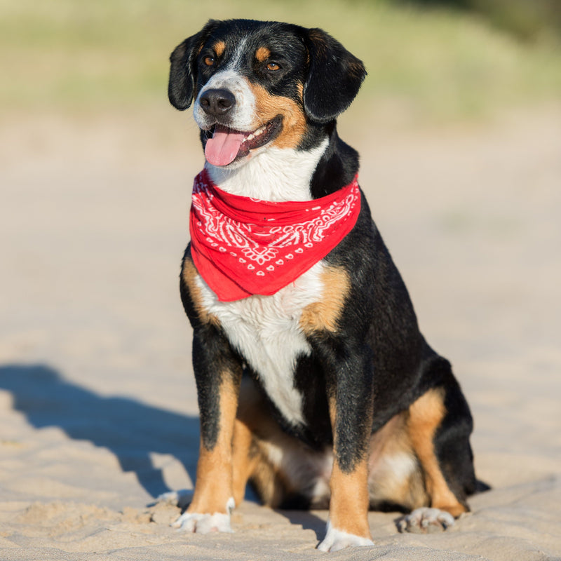 [Australia] - 3 Pack Mechaly Dog Bandana Neck Scarf Paisley 100% Polyester Double Sided Bandanas - Any Pets Hot Pink 