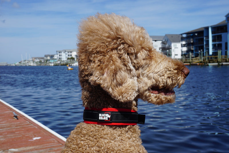 [Australia] - Black Rhino - The Comfort Collar Ultra Soft Neoprene Padded Dog Collar for All Breeds - Heavy Duty Adjustable Reflective Weatherproof Large Red/Black 