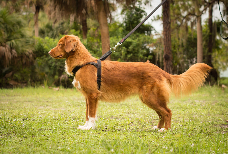 [Australia] - Leashboss No-Pull Dog Harness - Front and Rear Clip - Reflective - Padded for Walking and Training Large Black/Red/Grey/Reflective 