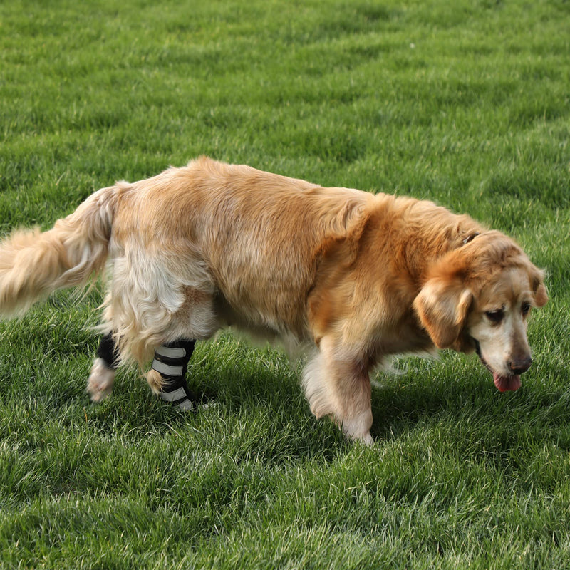 Fenice Dog Leg Brace for Rear Hock & Ankle, Canine Hock Brace with Dual Metal Strips, Dog Leg Joint ACL Sleeves, Injury and Sprain Protection, Wound Care 1 Pair Gray (Size: M) Middle - PawsPlanet Australia