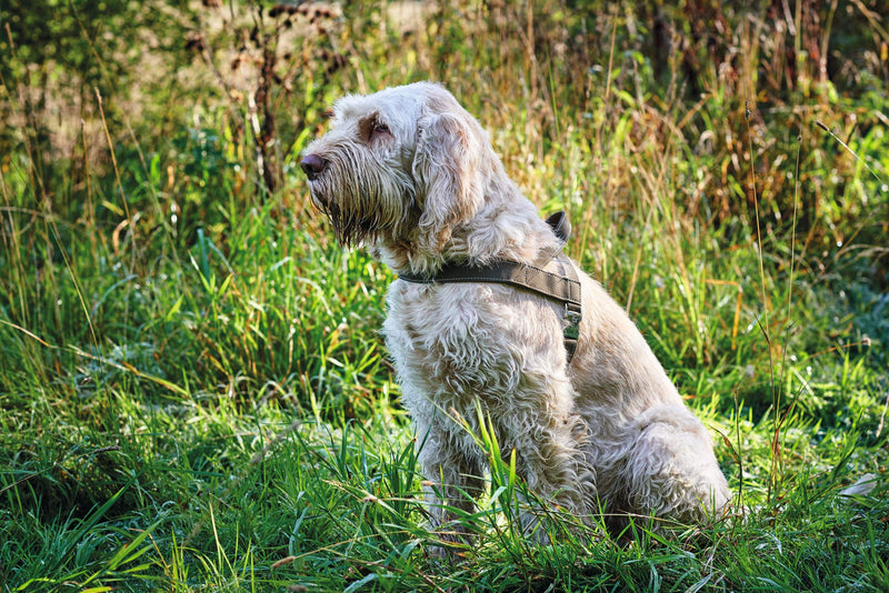 HUNTER Norwegian harness for Dogs Hunting, 55 x 71-97 cm, Brown - PawsPlanet Australia