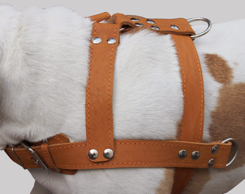 [Australia] - Orange Genuine Leather Dog Pulling Harness 33"-37" Chest Size 1.5" Wide Straps, Cane Corso Rottweiler 