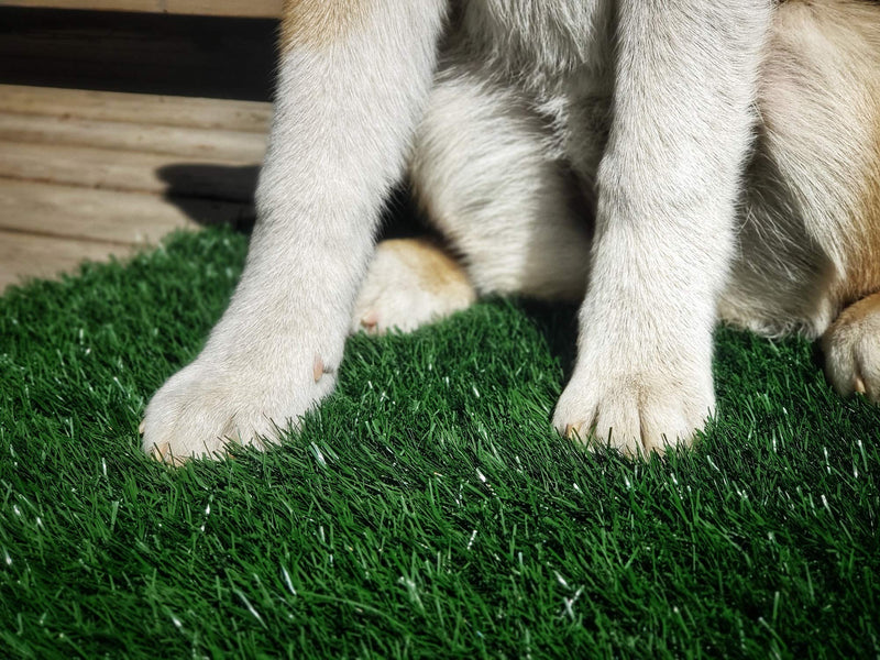 [Australia] - LOOBANI Dog Grass Pee Pads, Artificial Turf Pet Grass Mat Replacement for Puppy Potty Trainer Indoor/Outdoor Use - Set of 2 18"x28" 