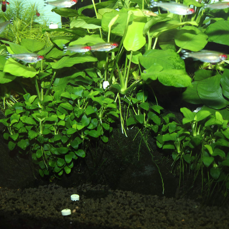 JBL FerroTabs, Plant fertiliser for freshwater aquariums single - PawsPlanet Australia