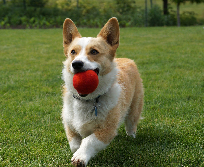 [Australia] - Pet Pizazz 3-Pack 100% Wool Dog Balls (Indoor or Outdoor Toy, Boutique Quality, All-Natural) 