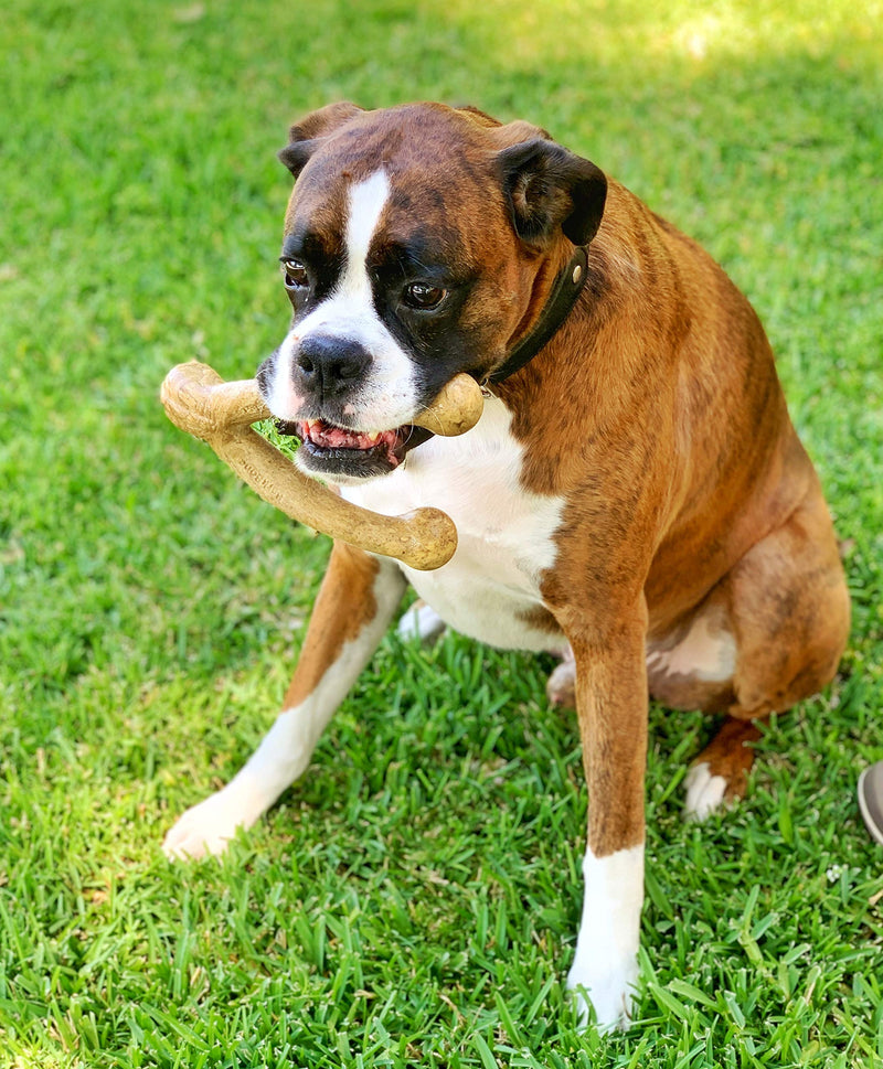Pet Qwerks Wish BarkBone - For Aggressive Chewers| Made in USA Peanut Butter Small - PawsPlanet Australia
