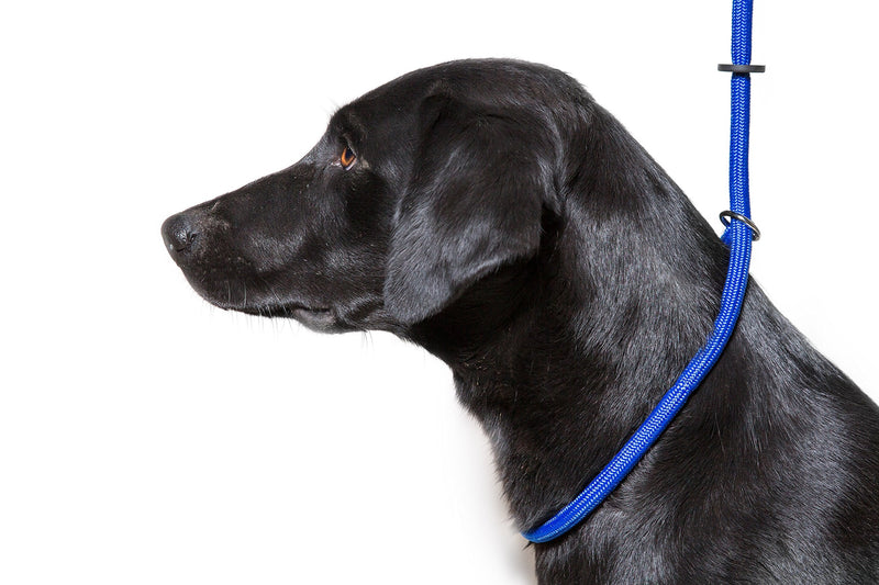 Dog & Field Deluxe Gundog Slip Lead (Blue) Super Soft Braided Nylon with Rubber Stopper - One Size Fits All and Suitable For All Breeds of Dog with 4 Colour Options (Blue) Blue - PawsPlanet Australia
