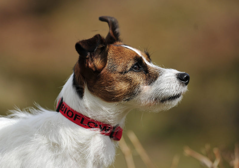 Bioflow Dog Collar Red Large (up to 65cm) Large - Up to 65cm - PawsPlanet Australia