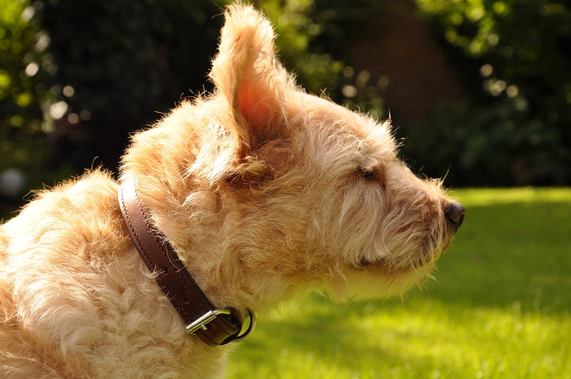 Schnüffelfreunde collar for dogs made of leather, dog collar for large, medium and small dogs, padded leather collar, robust (XL - 46-55cm, brown) XL - 46-55cm - PawsPlanet Australia