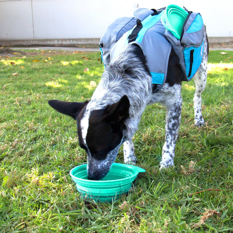 [Australia] - Bella & Max PT-0110P Pink Pet Bowl Green 