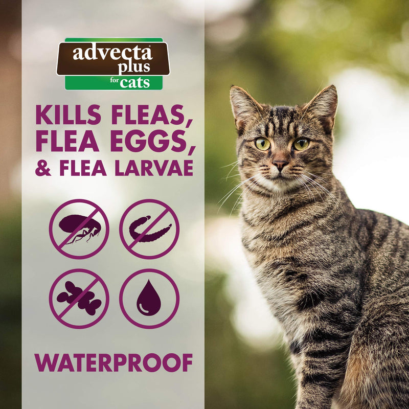 Advecta Plus Flea Squeeze-On, Flea Prevention for Cats, 4 Month Supply Cats 5-9 lbs - PawsPlanet Australia