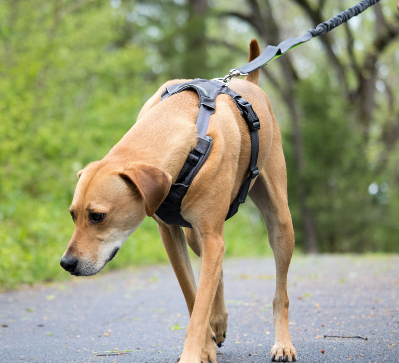 [Australia] - Tuff Mutt - Easy On/Easy Off Dog Harness, Medium & Large Breeds, Walk, Run & Hike with Confidence, Stay Safe with Bright Reflective Stitching, Two Secure Attachment Points Green 