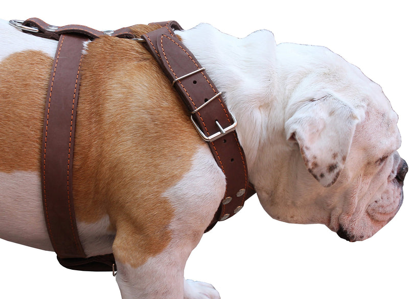 [Australia] - Brown Genuine Leather Dog Harness, Large to XLarge. 33"-37" Chest, 1.5" Wide Straps, Amstaff. 