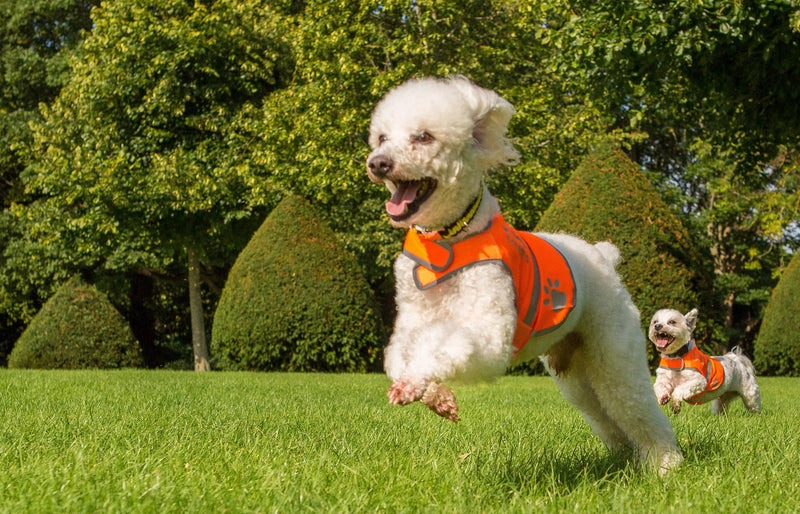 Dog Safety Reflective Vest 5 Sizes - High Visibility for Outdoor Activity Day and Night, Keep Your Dog Visible, Safe From Cars & Hunting Accidents | Blaze Orange by 4LegsFriend (X-Small) X-Small - PawsPlanet Australia