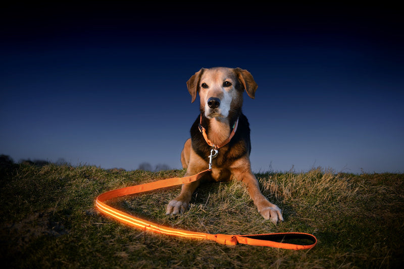 [Australia] - Illumiseen LED Dog Leash - USB Rechargeable - Available in 6 Colors & 2 Sizes - Makes Your Dog Visible, Safe & Seen 4 Feet Bright Orange 