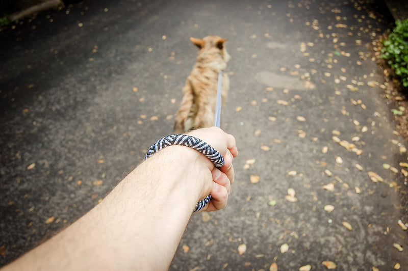 [Australia] - Trails + Tails Durable Rope Leash for Small, Medium, Large Dogs - 1/2" Thick, Premium Nylon Rope with Strong Metal Clasps in 4,5,6 & Slip Options 4 Foot Black + White 