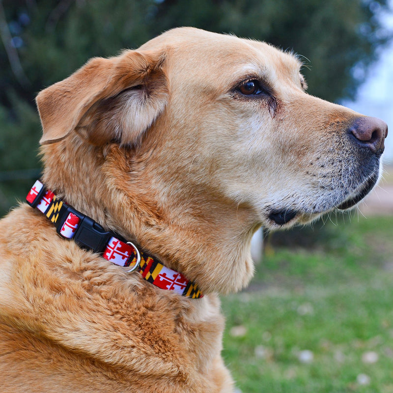 [Australia] - Native Pup Maryland Flag Dog Collar Small 