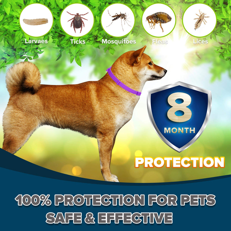 Toldi Flea-Treatment-for-Dogs, Adjustable Flea-Collar-Dogs, 8 Months Protection Flea-and-Tick-Treatment-for-Dogs Puppy Collar Small-Medium-Large Tick & Lice Repellent, Waterproof Spot On - PawsPlanet Australia