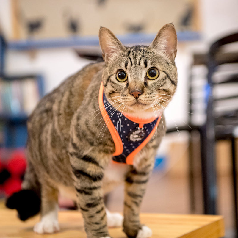 [Australia] - CATSPIA Puppia CATSPIA Cora Harness A Large ORANGE 