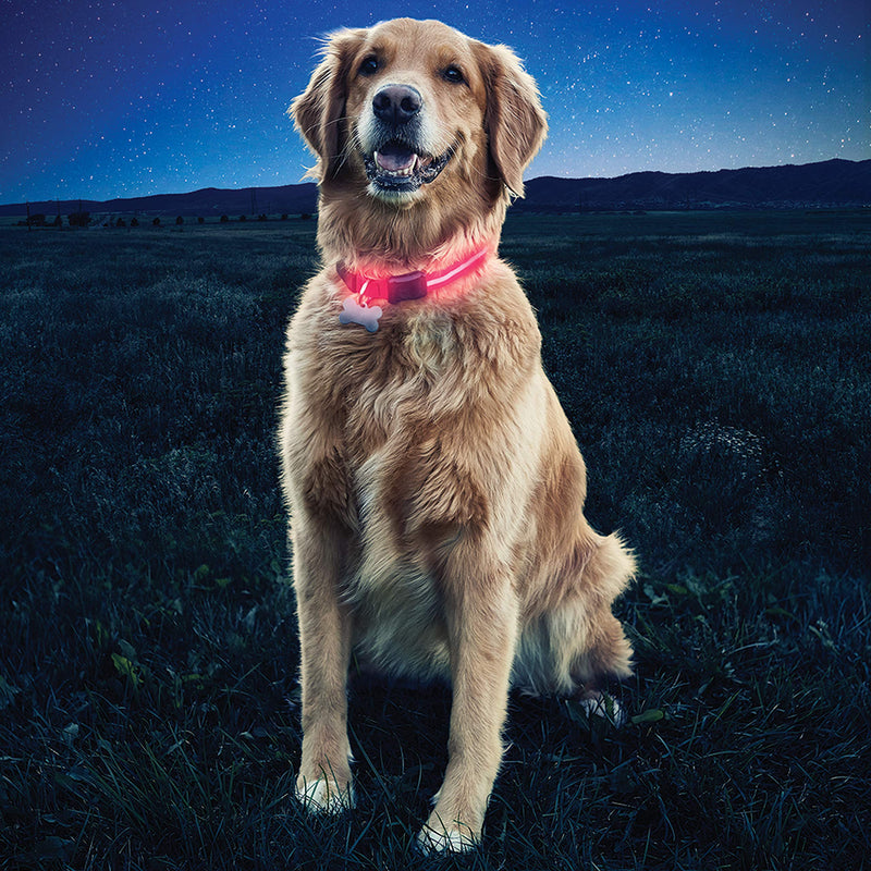 Nite Ize Unisex's Nite Dawg Led Dog Collar L Red - PawsPlanet Australia
