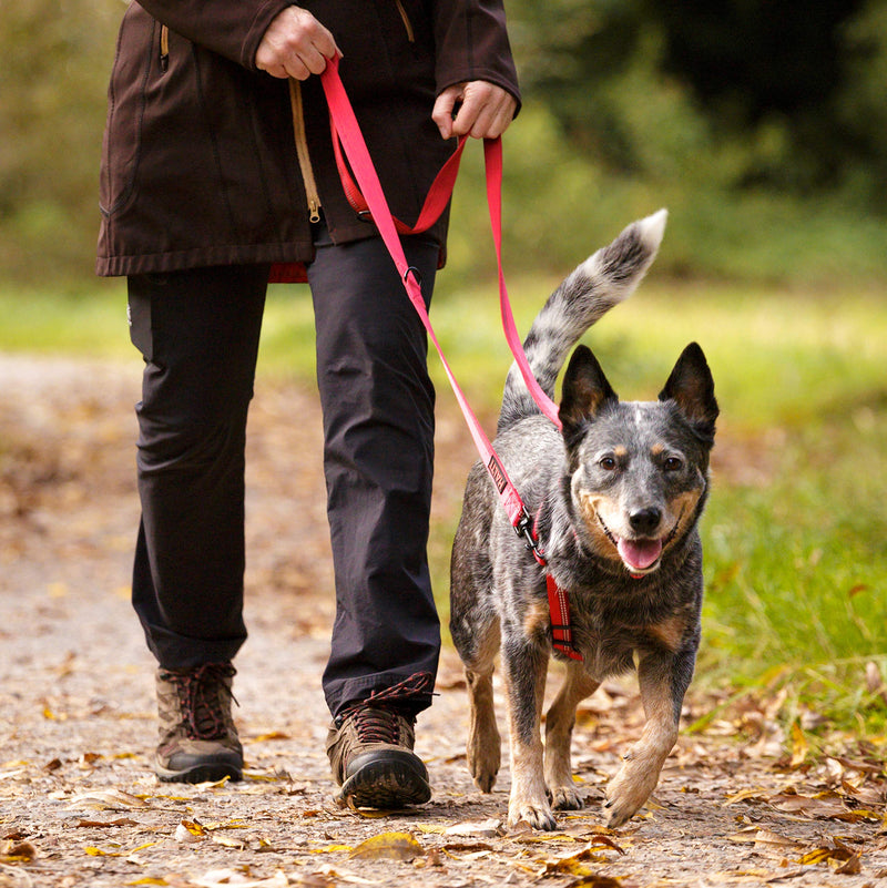 Halti Double Ended Lead (6'6"), Black/Grey - PawsPlanet Australia