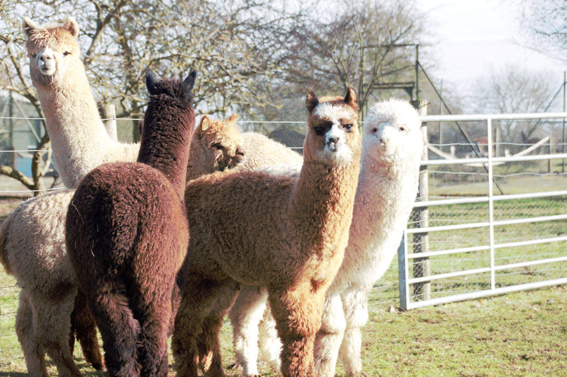 Alpaca Bird Nesting Material in Hanging Holder - 100% Natural Alpaca Fleece - PawsPlanet Australia