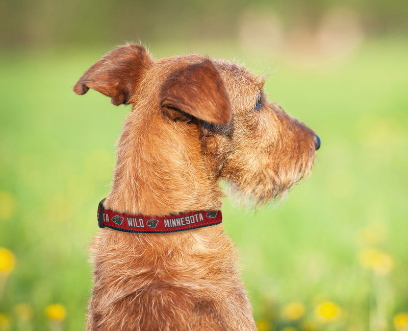 [Australia] - Pets First Minnesota Wild Dog Collar Medium (12 - 18" Length x 0.62" Width) 