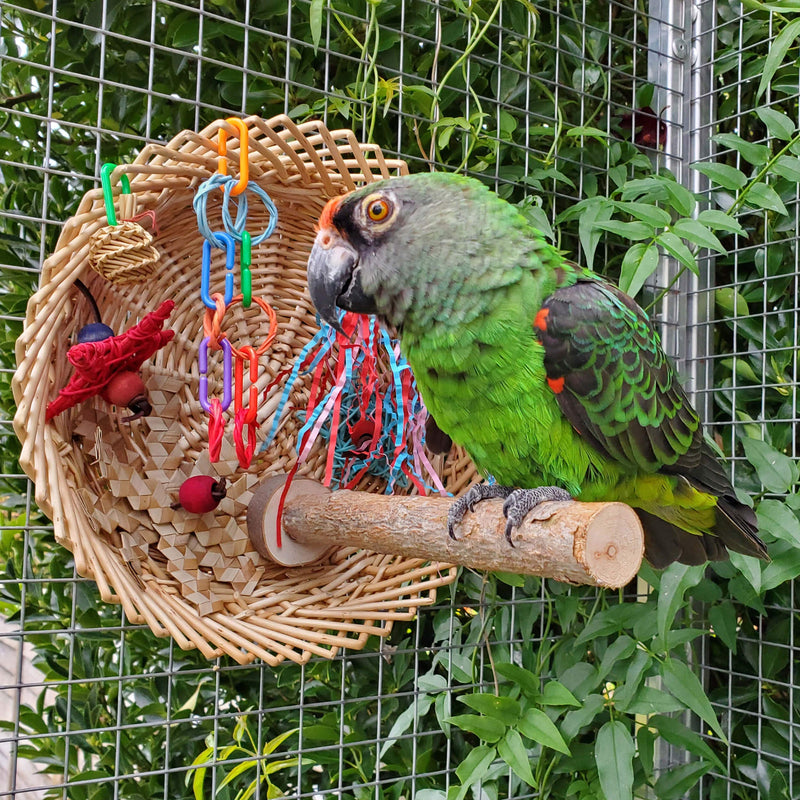 Parrot Essentials Busy Birdie Parrot Perch and Toy Playstation - Colourful Parrot Toy Activity - Encourages Mental, Physical Exercise - Non-Toxic Bird Toys for Budgie, Conure, Macaw, Other Pet Birds - PawsPlanet Australia