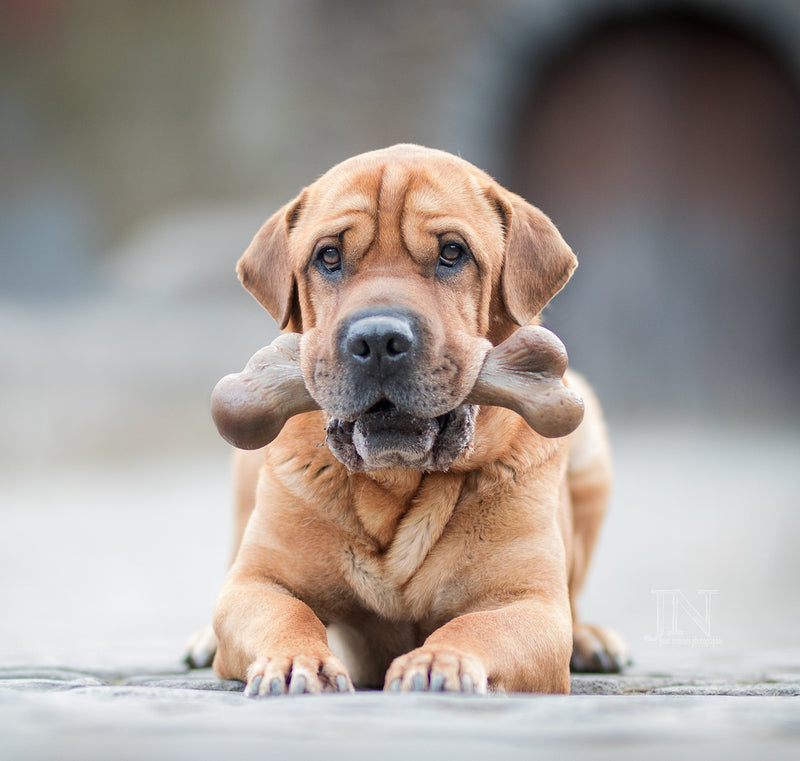 [Australia] - Pet Qwerks Dinosaur BarkBone Chew Toy - Tough Durable Nearly Indestructible Bone for Extreme Aggressive Power Chewers | Made in USA, with FDA Compliant Nylon - 2 Flavors Available REAL BACON XXXL 