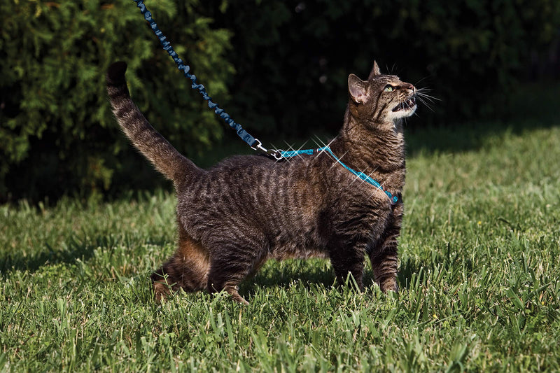 [Australia] - PetSafe Come With Me Kitty Glitter Harness and Bungee Cat Leash Large 