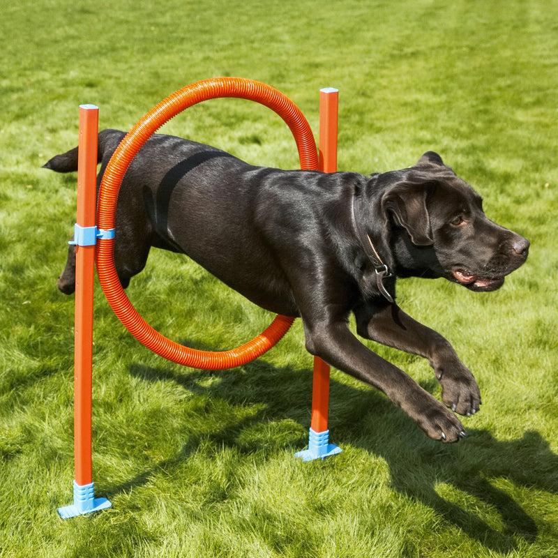 Rosewood Dog Agility Jump includes Bag - PawsPlanet Australia