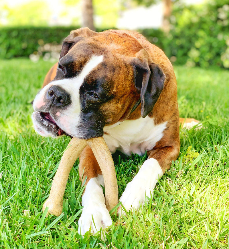 Pet Qwerks Wish BarkBone - For Aggressive Chewers| Made in USA Peanut Butter Small - PawsPlanet Australia