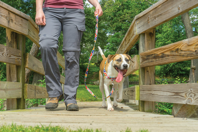 [Australia] - PetSafe Easy Walk Chic Harness Donuts Medium 