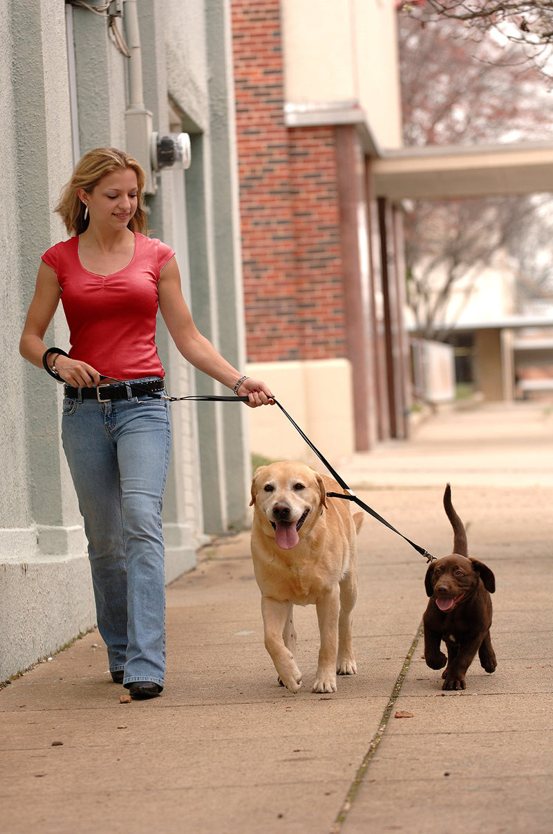 [Australia] - Double Dog Leash – No Tangle Swivel & Fully Adjustable Lead for Two Dogs, Double Dog Walker leash with Soft Padded Handle, Dual Dog Splitter Leash by Sporn Standard Black 