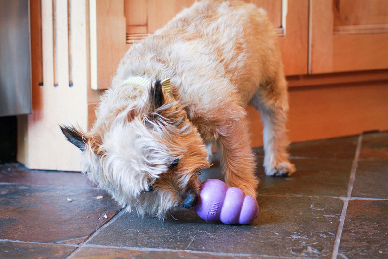 KONG Senior KONG Dog Toy, Medium, Purple by KONG - PawsPlanet Australia