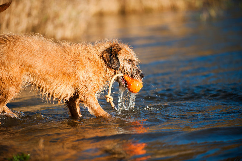 [Australia] - MAJORDOG Swimming Eddy Toy, 8", Orange 