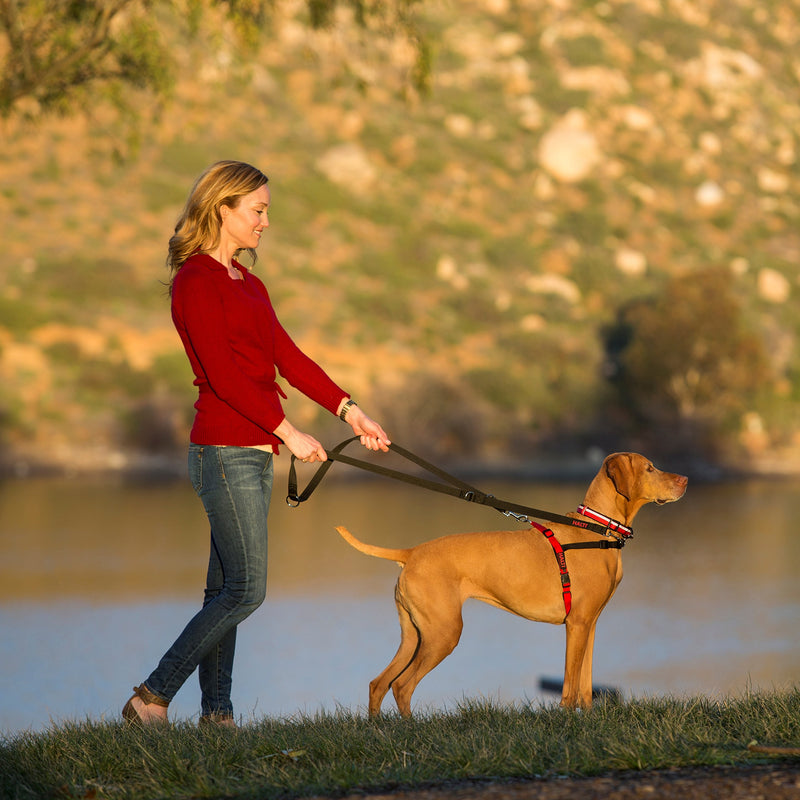 [Australia] - The Company of Animals Pet Harness Medium Black/Red 