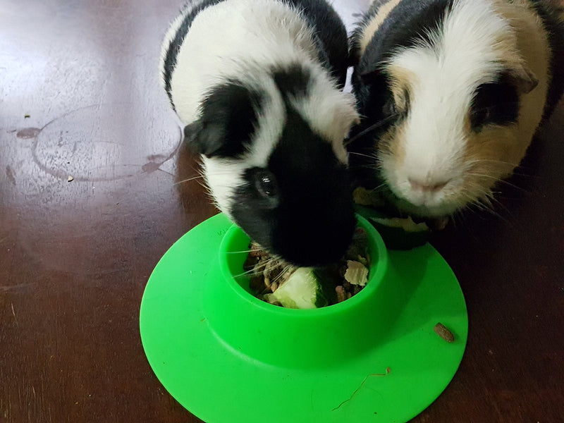 STAYbowl Tip-Proof Ergonomic Pet Bowl for Guinea Pig and Other Small Pets, 1/4-Cup Small Size, Spring Green - PawsPlanet Australia