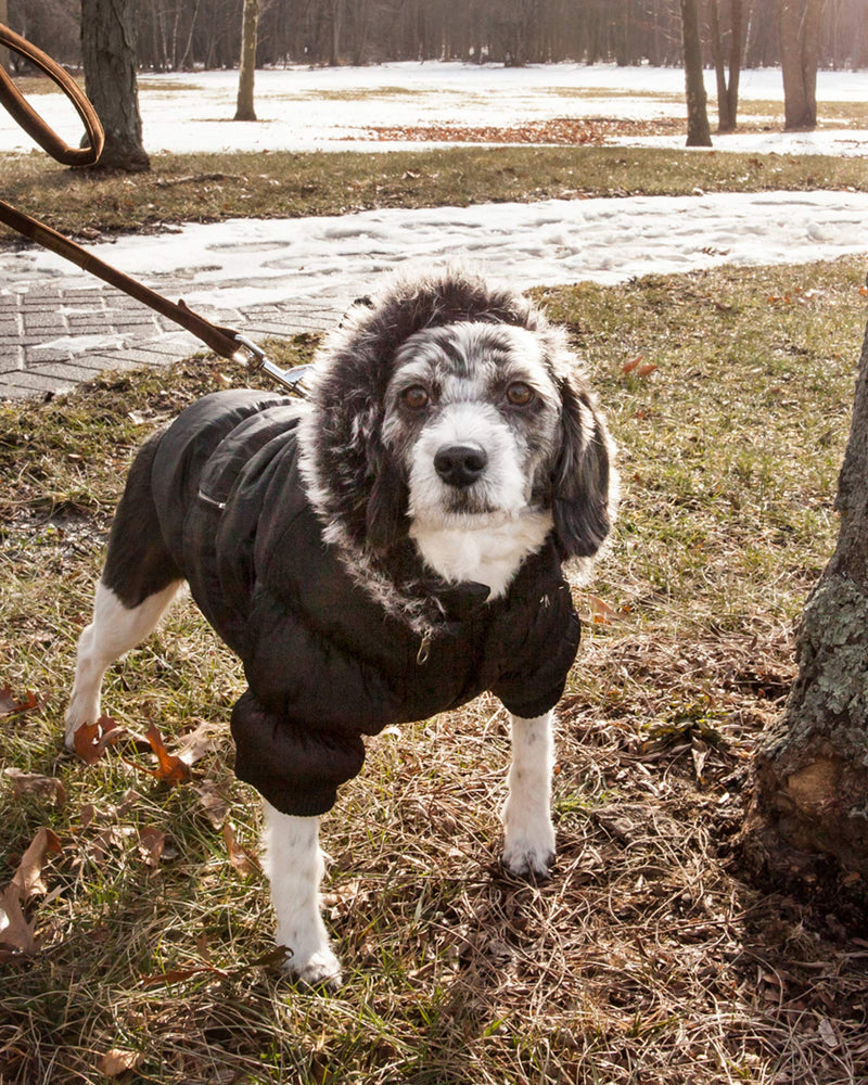 [Australia] - Metallic Fashion Pet Parka Coat Black Medium 