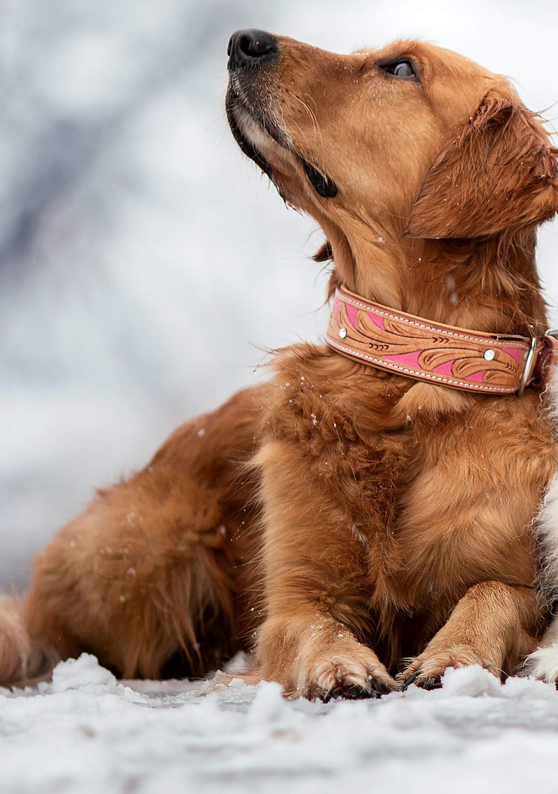 MICHUR Pinklady Dog Collar Leather, Leather Collar Dog, Collar, LEATHER, BEIGE, Caramel, Brown, PINK, WITH PUNCHINGS and Rhinestones Neck circumference 22.05-25.04" - PawsPlanet Australia