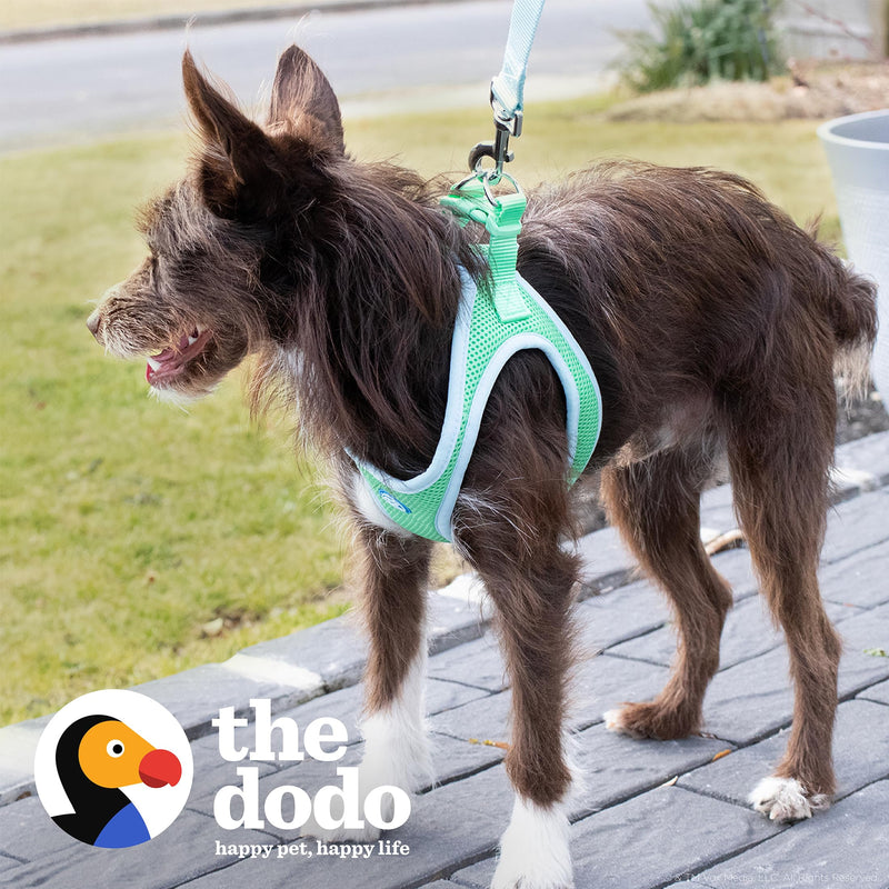 The Dodo Green Dog Harness, Size Medium; Easy Step-in Harness for Dogs; Breathable Mesh Fabric; Snap-Together, Pinch Release Buckle, Ring for Leash Attachment; Everyday Pet Apparel - PawsPlanet Australia