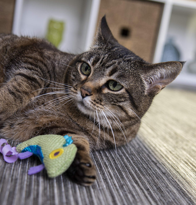 [Australia] - Petlinks HappyNip Catnip Cat Toys with Exciting Silvervine and Catnip Crinkle Chameleon 