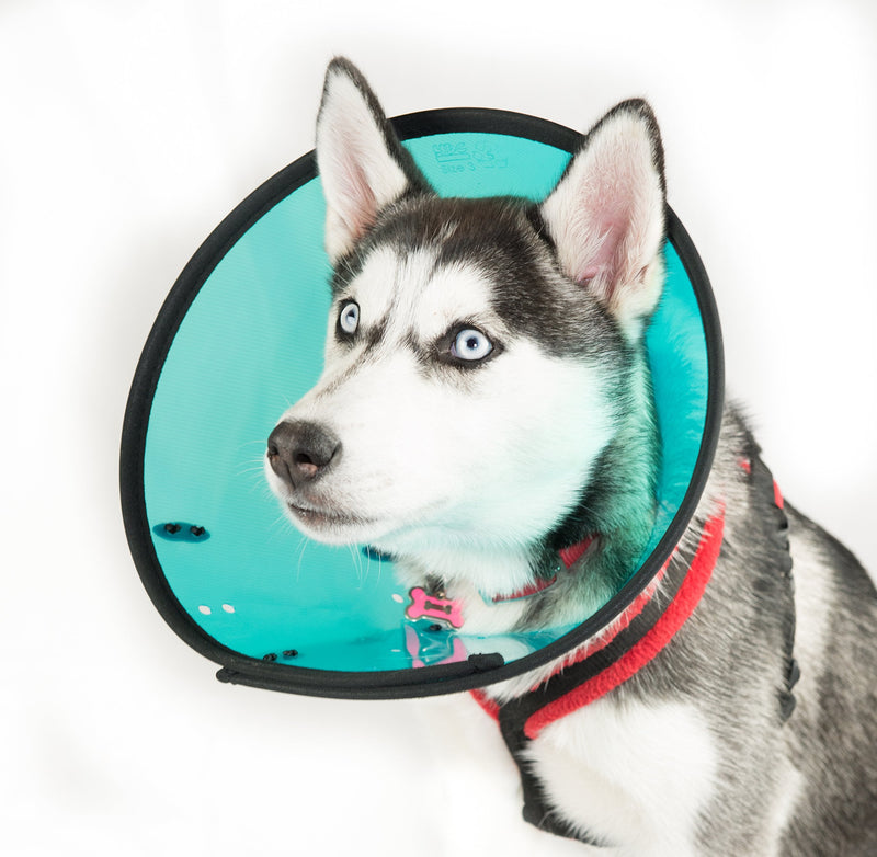 Smart Collar Size 2 Medium (Neck 23-30cm)-Assortment - PawsPlanet Australia